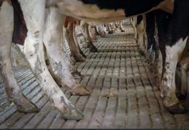 Dairy cows standing in a cubicle shed, seen from ground level